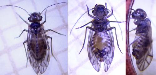 Réf. 238 178 : Peripsocus milleri